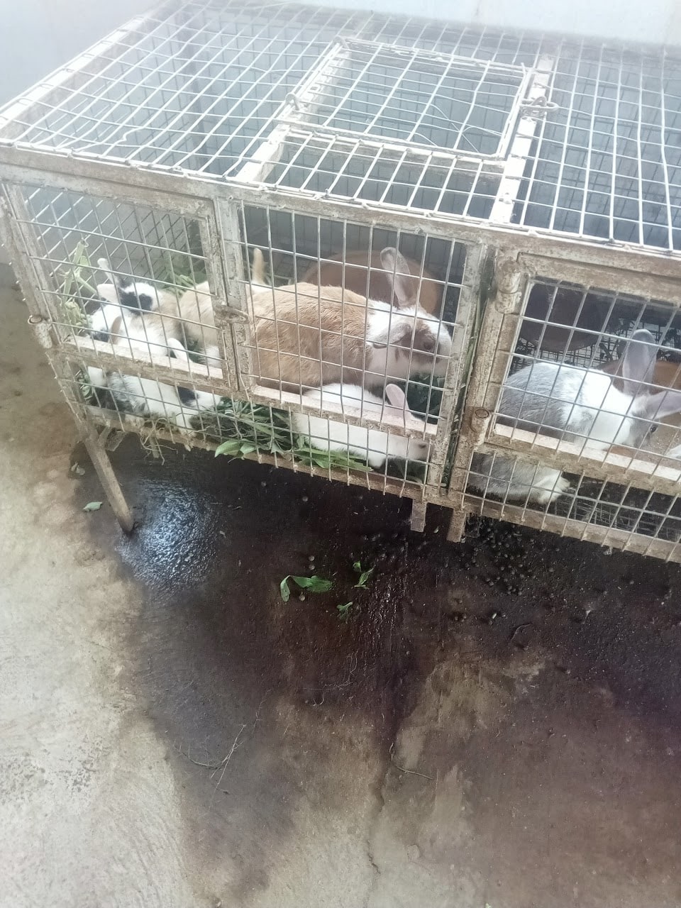 rabbits in their hutch