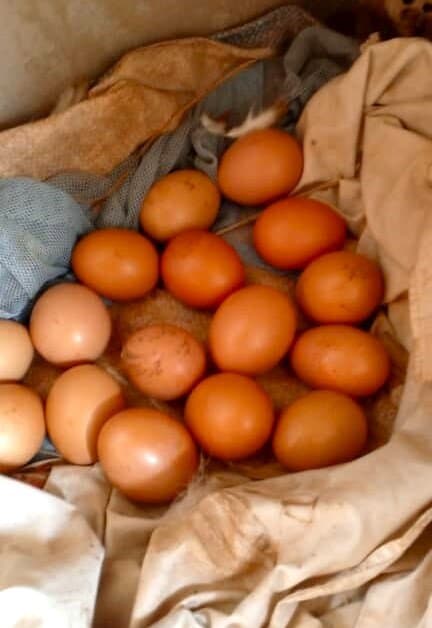 Pile of eggs