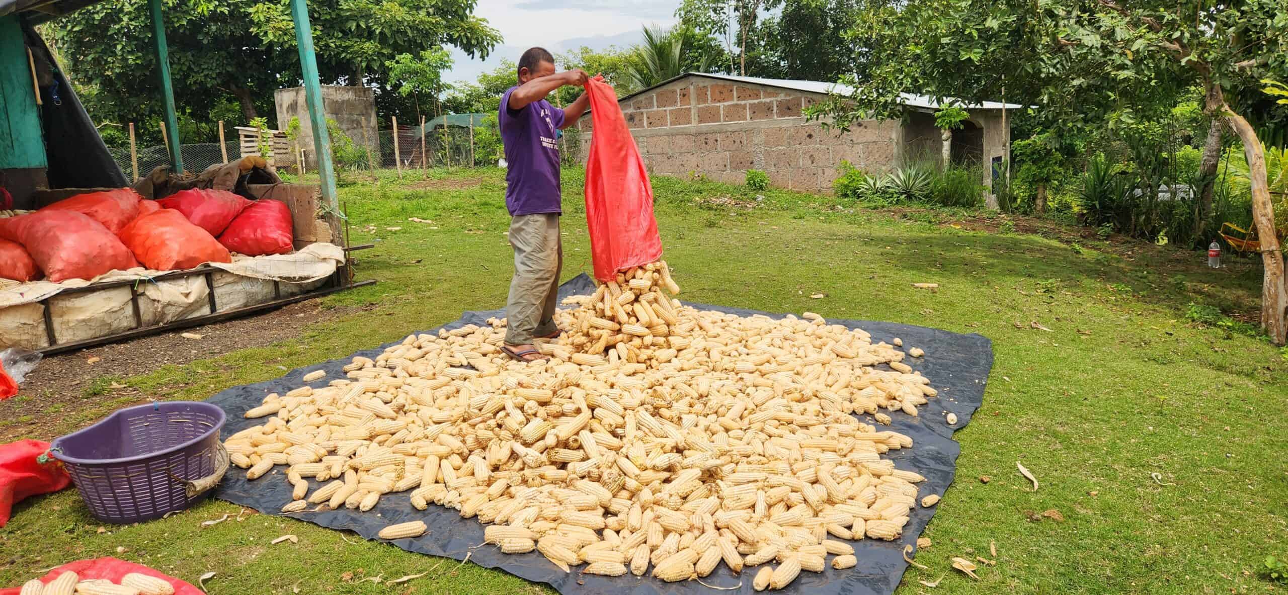 Adán with his corn harvest.