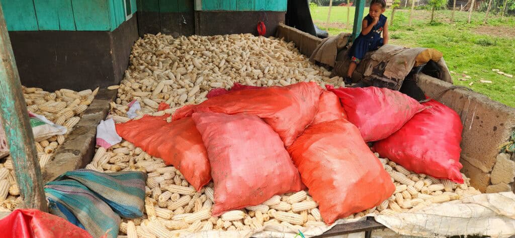 "Being A Farmer Is My Passion" 3 Adán's corn harvest.