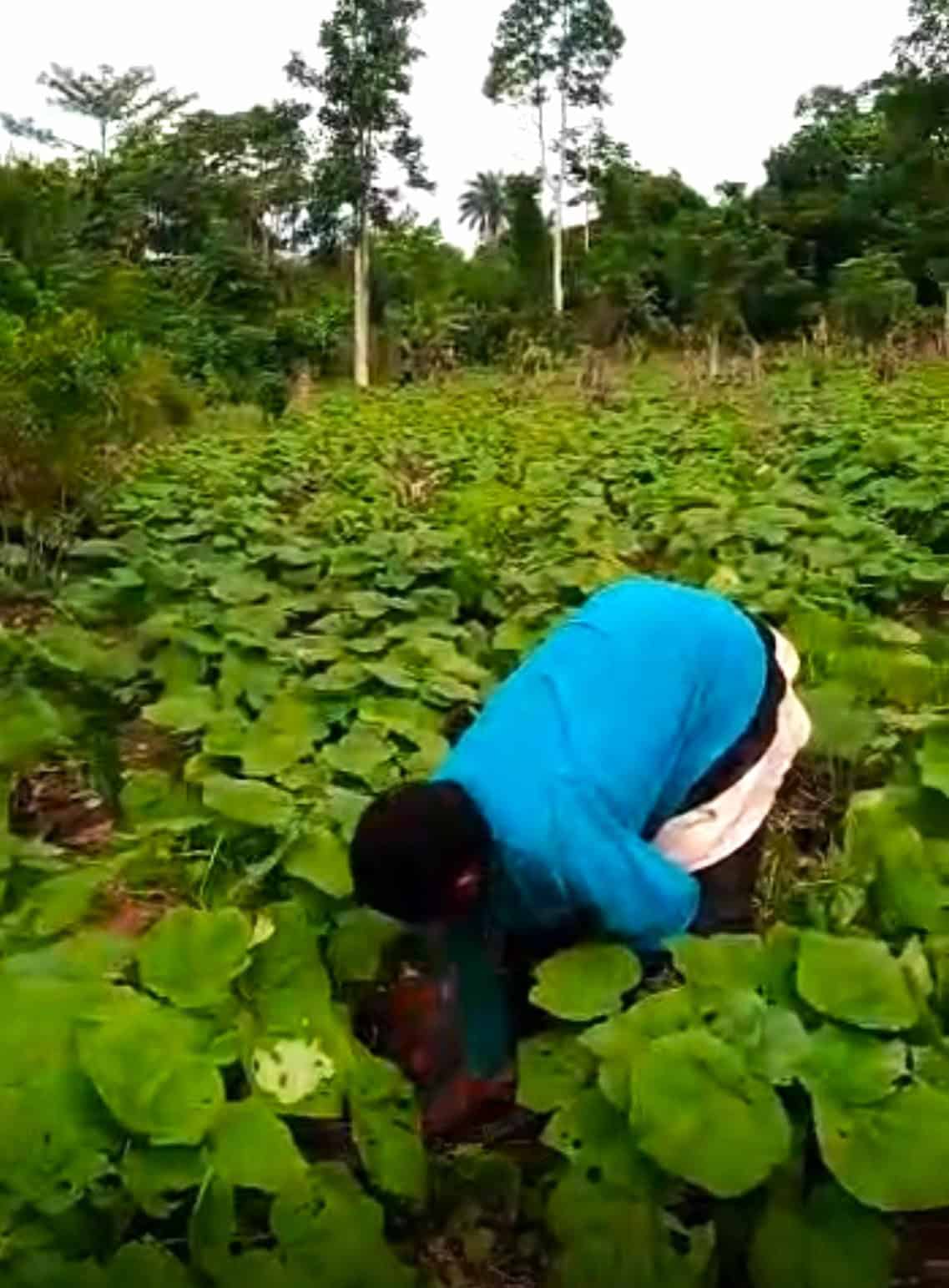 franklina in her okra field