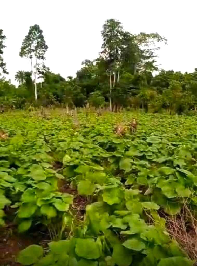 She Had the Will. You Gave Her the Way 2 okra field