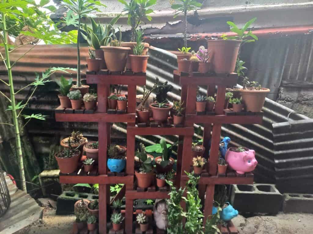 Heydi's plants on display.