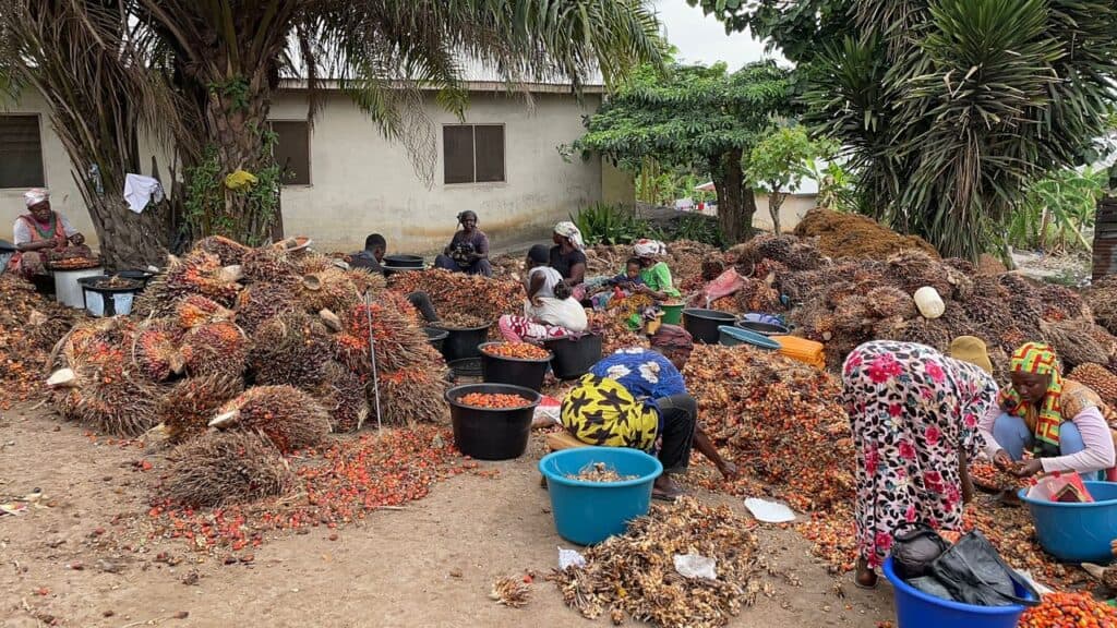 Palm Oil, Big Dreams, and the Power to Lift a Community 2 palm fruit processing