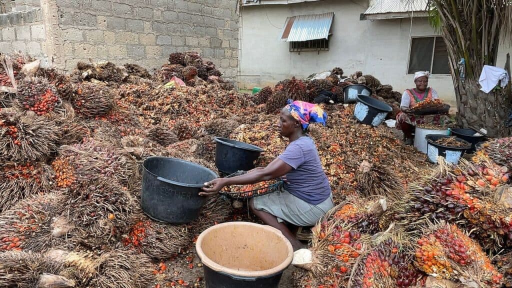 Palm Oil, Big Dreams, and the Power to Lift a Community 3 palm stems