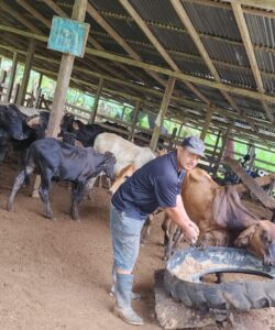 Cattle are doing great with the silage process.