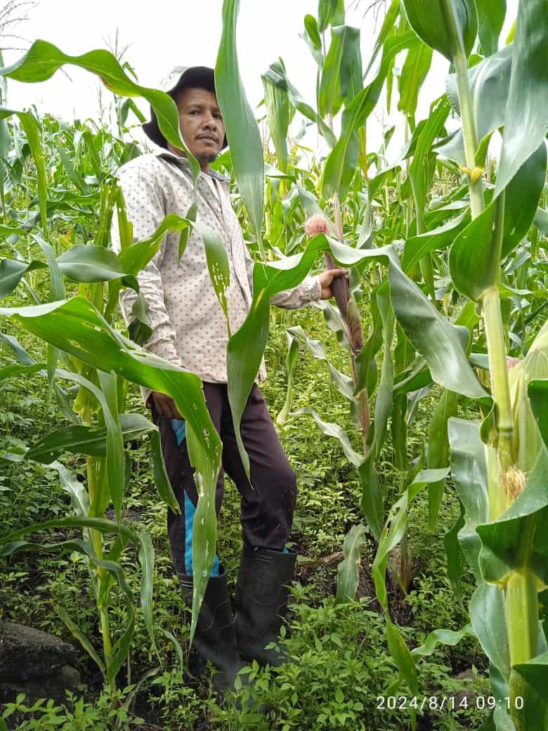 a farmer in his corn field