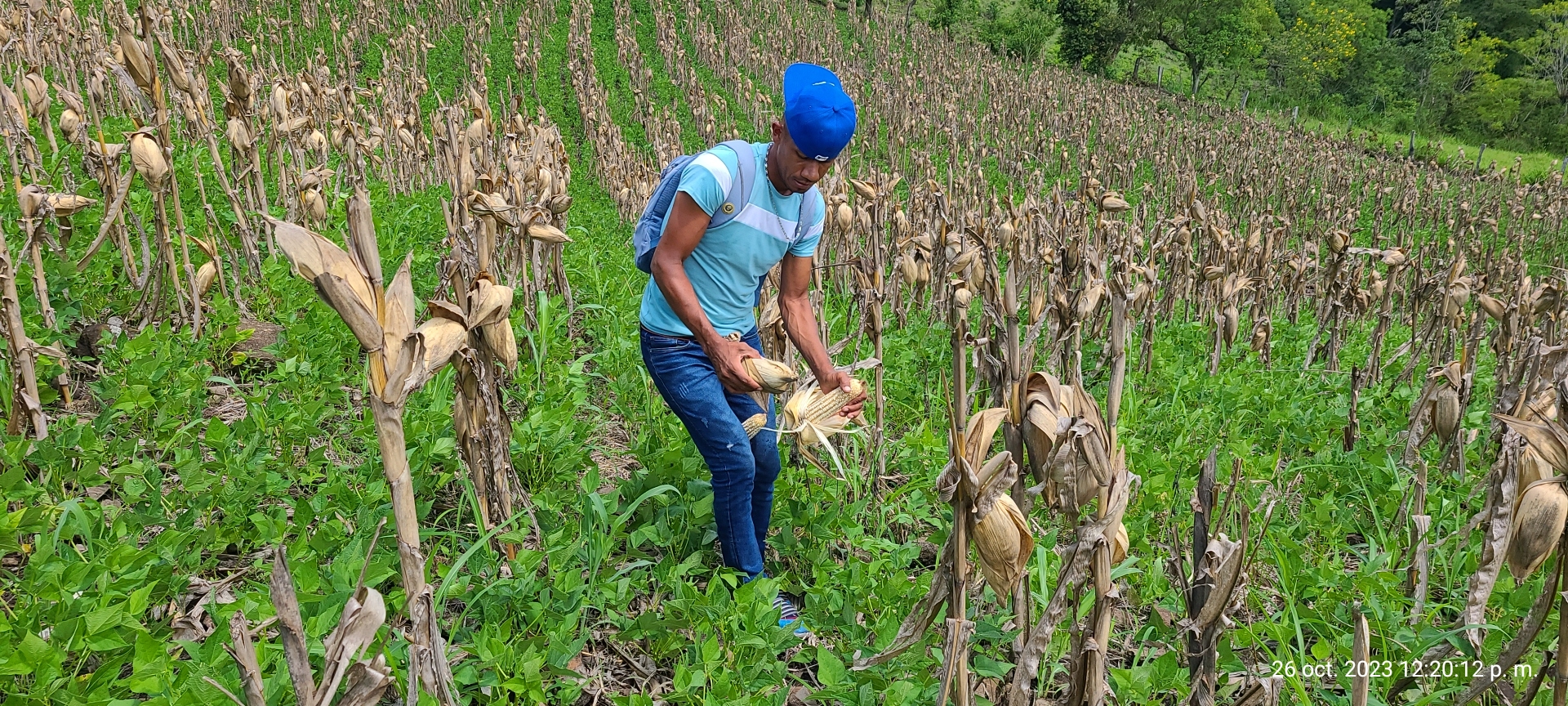 a farmer in his corn field