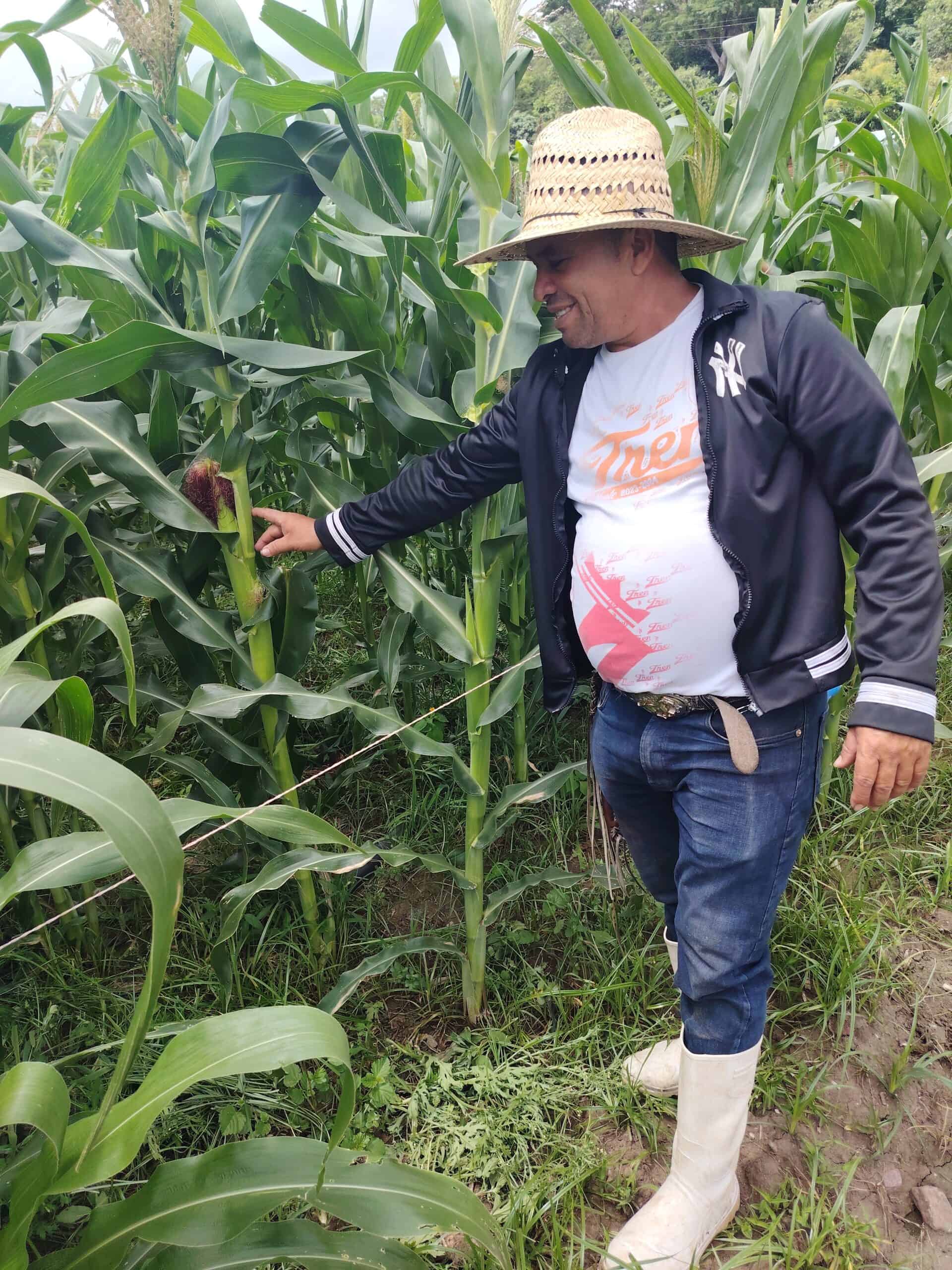 A farmer in a corn field