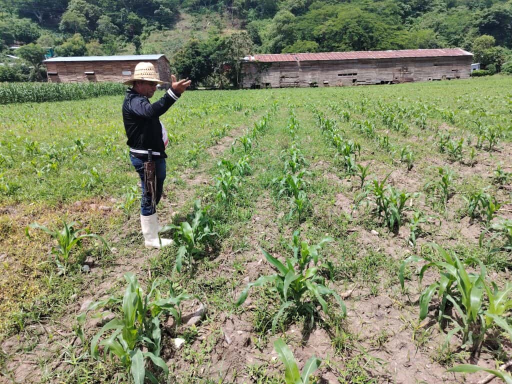 Reflections from Northern Nicaragua: Noel 1 A farmer in a field of young corn.