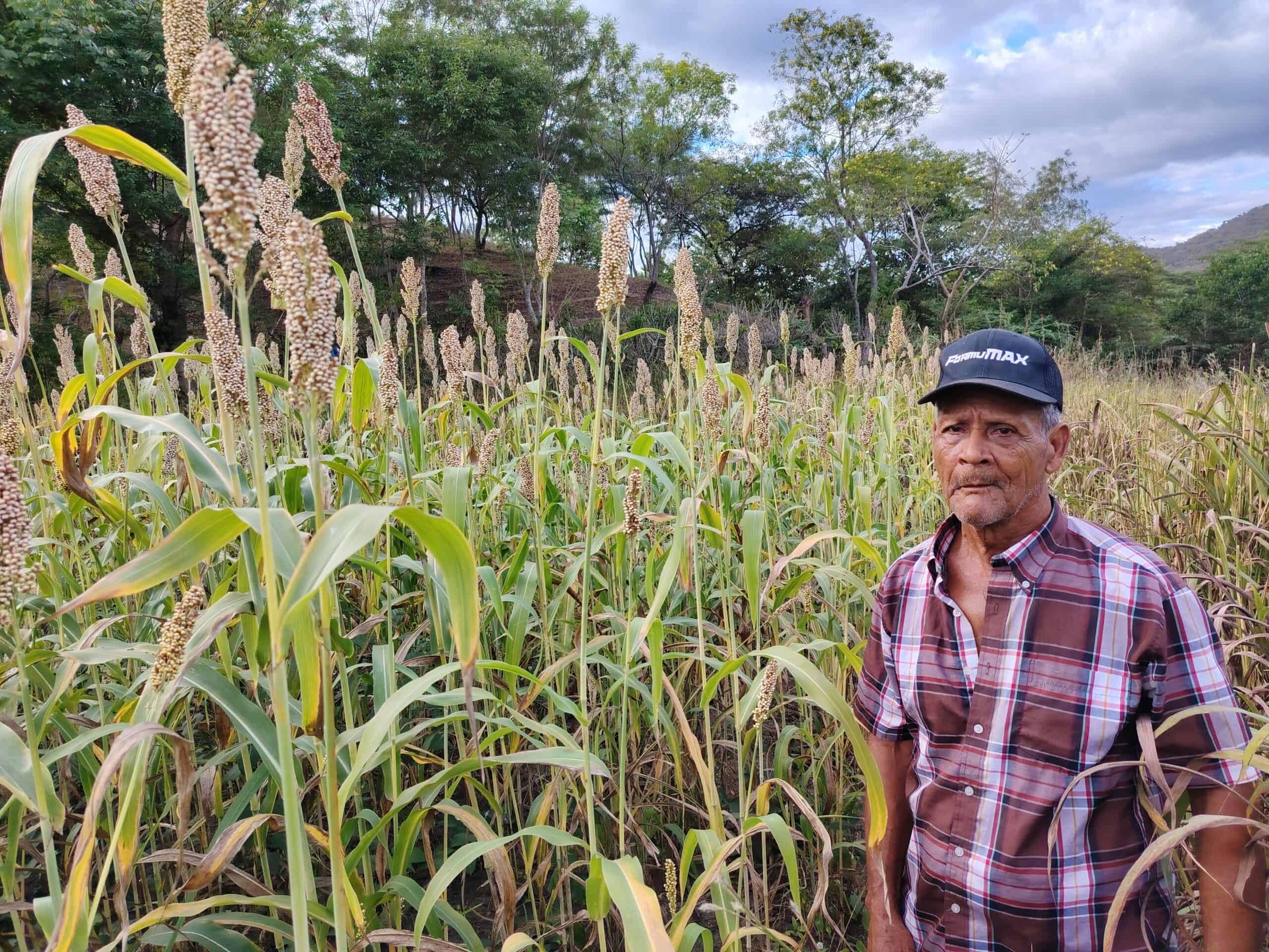 Teodoro in his sorghum field.