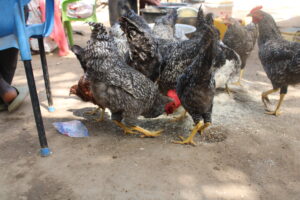 Chickens peck the ground in Ghana's Ashanti Region.