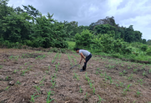 María walks among her young corn plants.